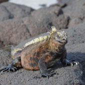  Galapagos